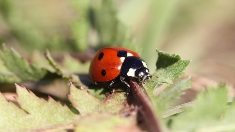 Are Bugs Attracted to Mulch