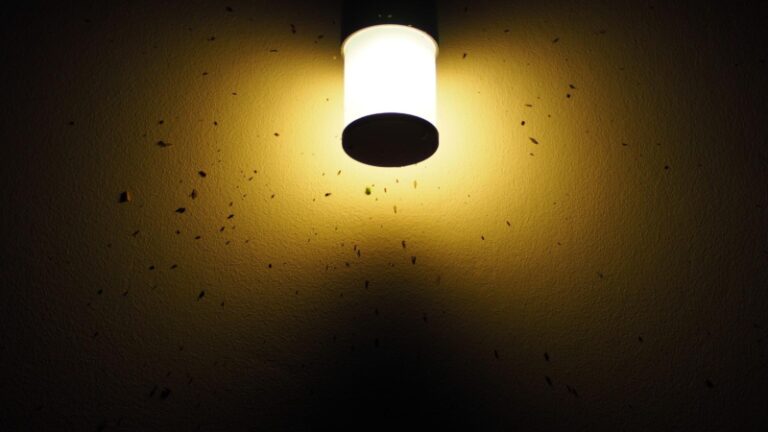 Why Are Insects Attracted to Light? | Information and Facts - peSTopped