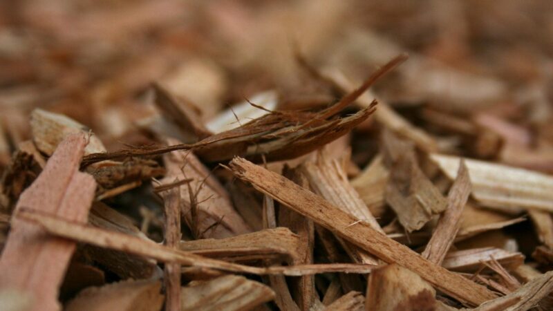 Can Wood Chips Bring Termites