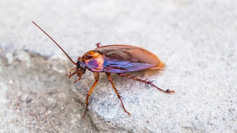 Can You Die From Eating a Cockroach