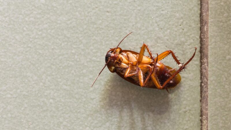 Can a Cockroach Really Survive Without a Head