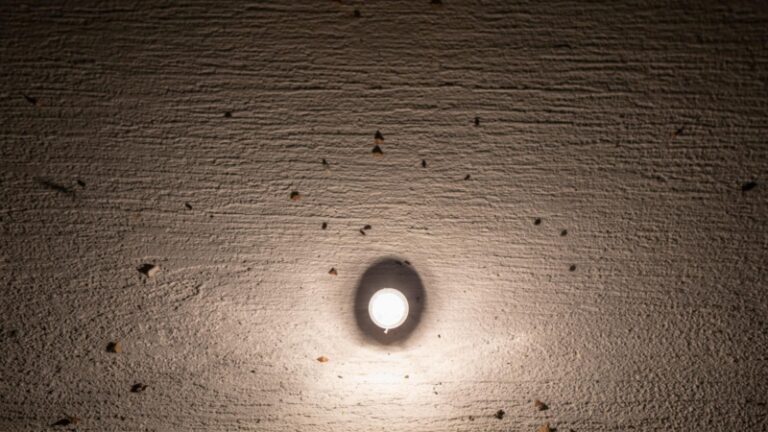 Why Are Insects Attracted to Light? | Information and Facts - peSTopped