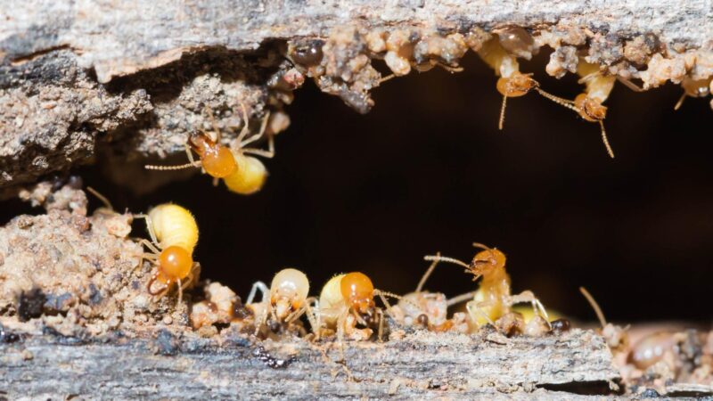 Do Termites like Mulch