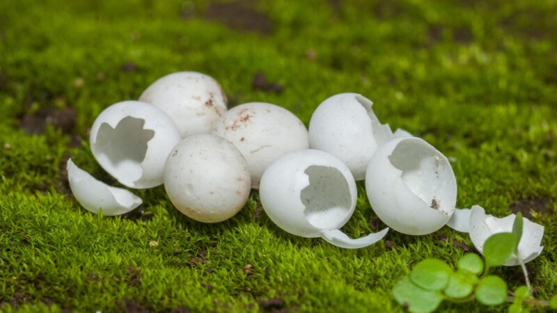 How Do You Know If a Lizard Egg Is Alive