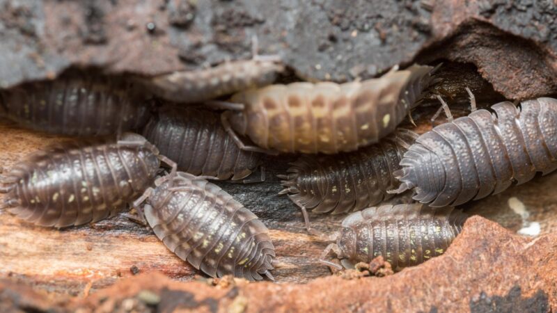 How Do You Tell the Difference Between a Male and Female Woodlice