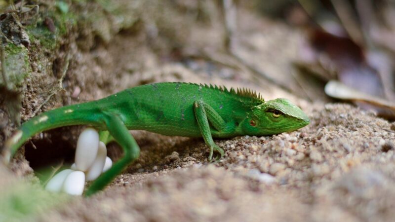 How Long Does It Take House Lizard Eggs to Hatch