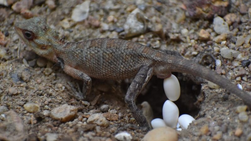 How to Identify Lizard Eggs