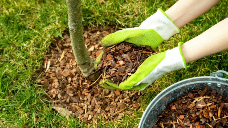 Should Mulch Be Treated for Termites