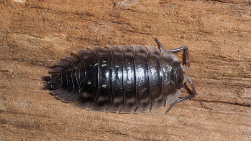What Do Woodlice Look Like