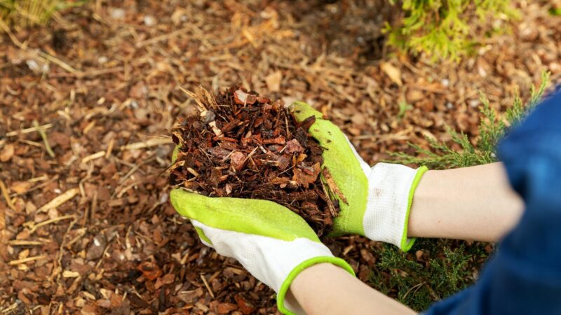 What Is the Best Mulch to Use to Avoid Termites