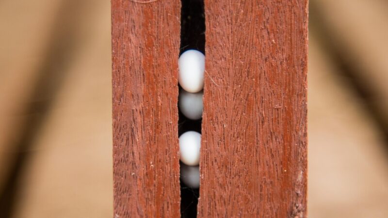 What You Should Do When You Spot a Lizard Egg in Your Home