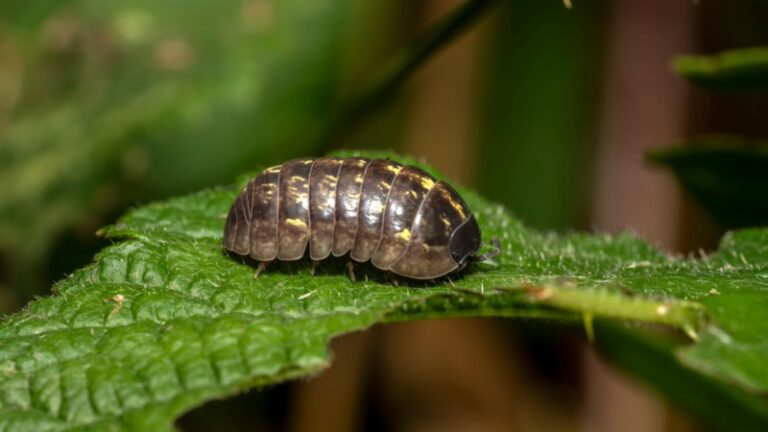 how-to-get-rid-of-woodlice-in-the-house-a-complete-guide-pestopped