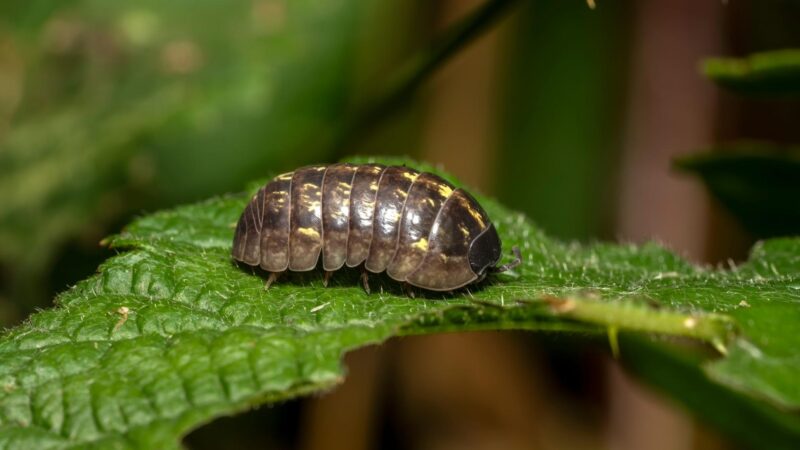 Where Do Woodlice Live and Why