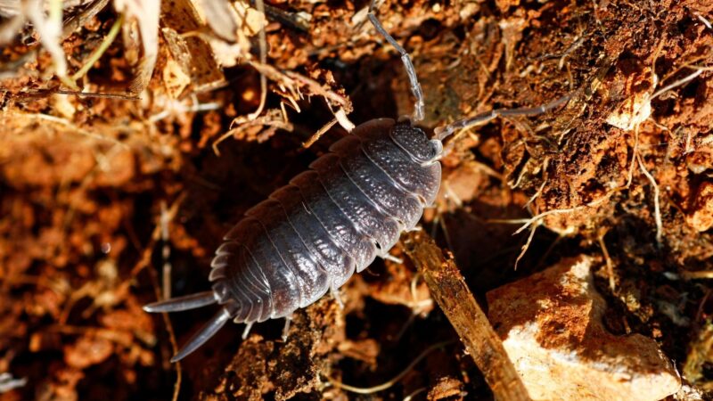 Woodlice Diet