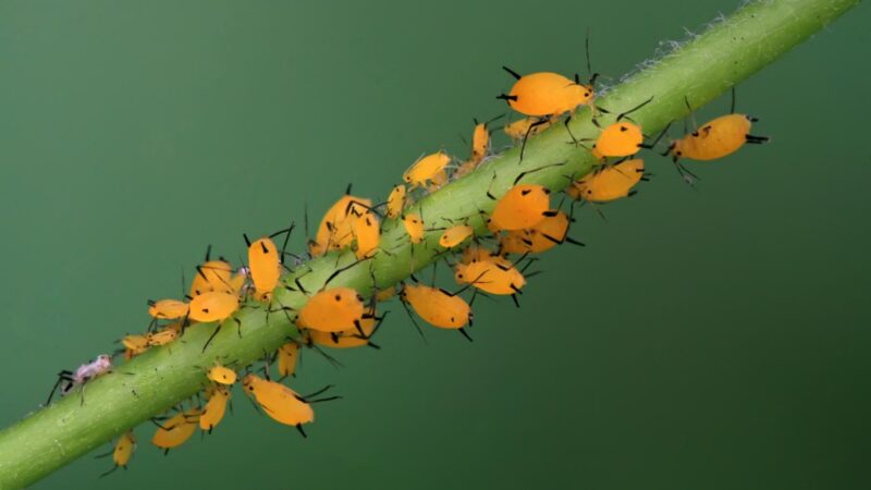 Aphids