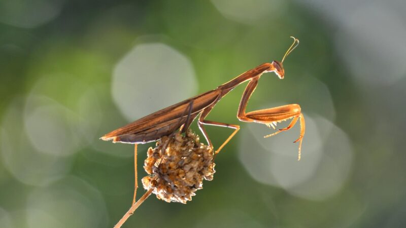 Are Brown Praying Mantis Invasive