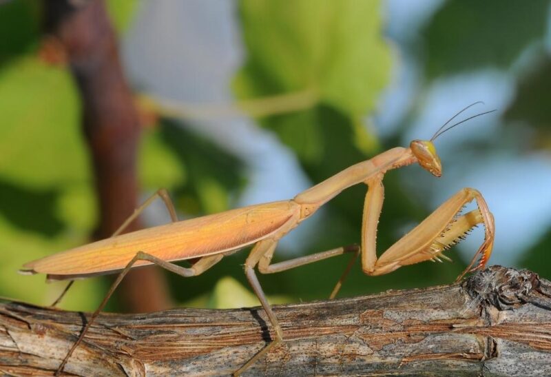 Are Brown Praying Mantis Poisonous