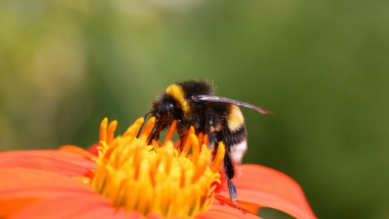 Are Bumblebees Friendly