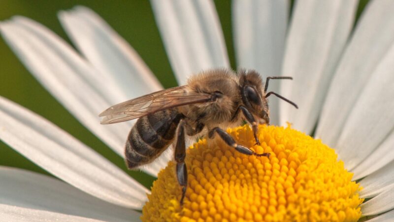 At What Temperature Do Bumblebees Die