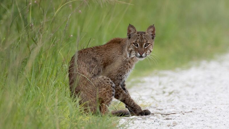 Bobcats