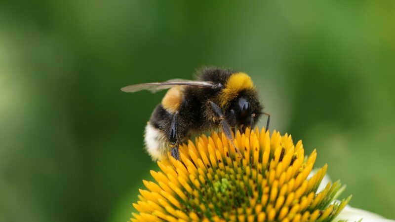 Can Bumblebees Sting