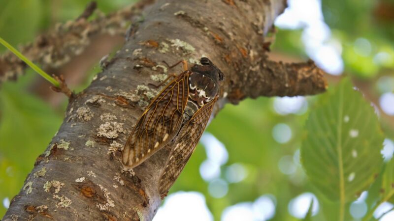 Can You Eat Cicadas