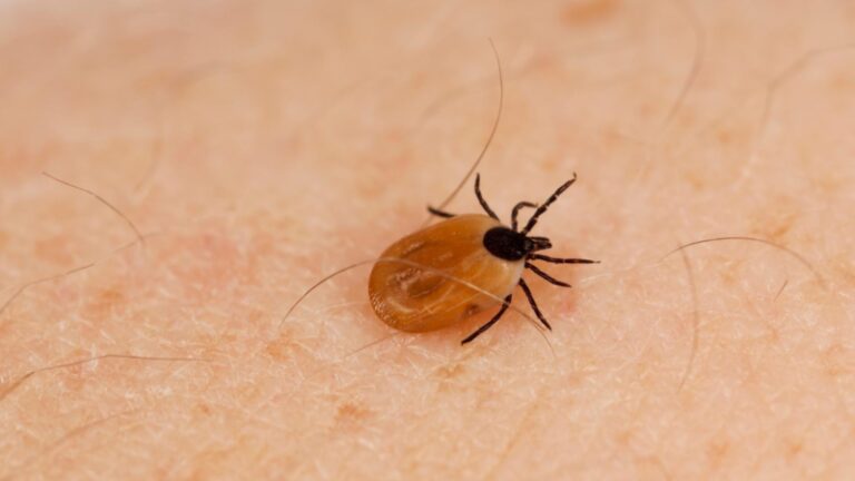 how-long-can-ticks-live-without-food-pestopped