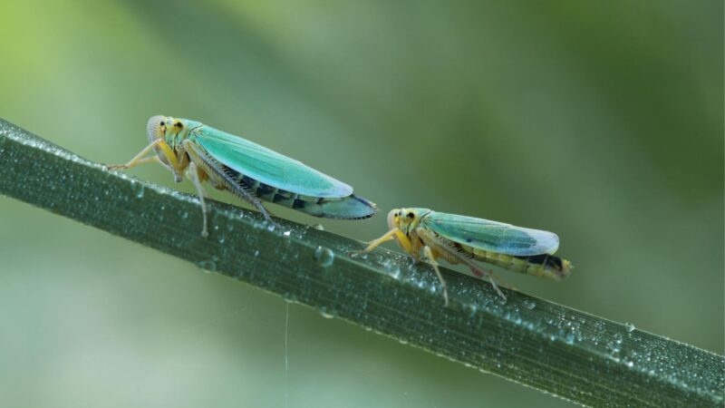Can You Keep Cicadas as Pets