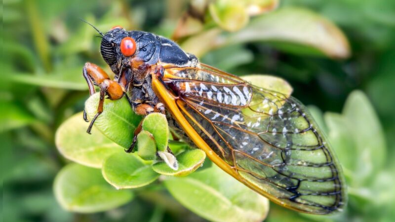 Cicada Identification