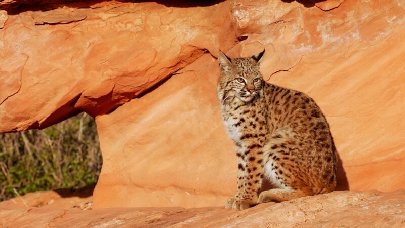 Do Bobcats Cover Their Poop