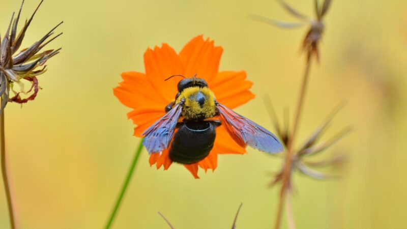 Do Carpenter Bees Sting