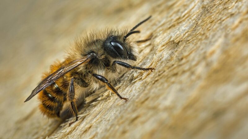 Do Mason Bees Sting