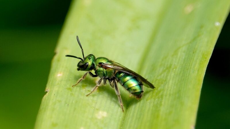 Do Sweat Bees Sting