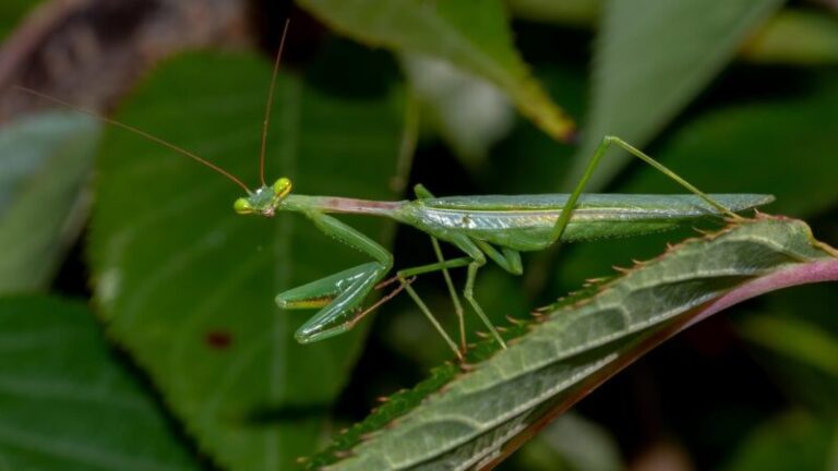 Are Brown Praying Mantis Poisonous? | Important Facts - peSTopped