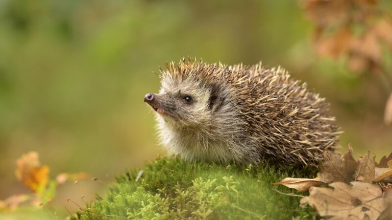 Hedgehog