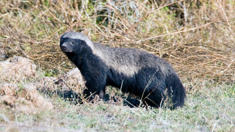 Honey Badger