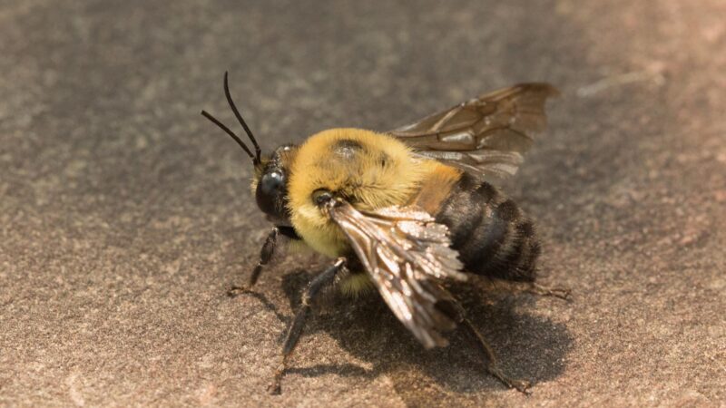 How Do You Know if a Bumblebee is Dying