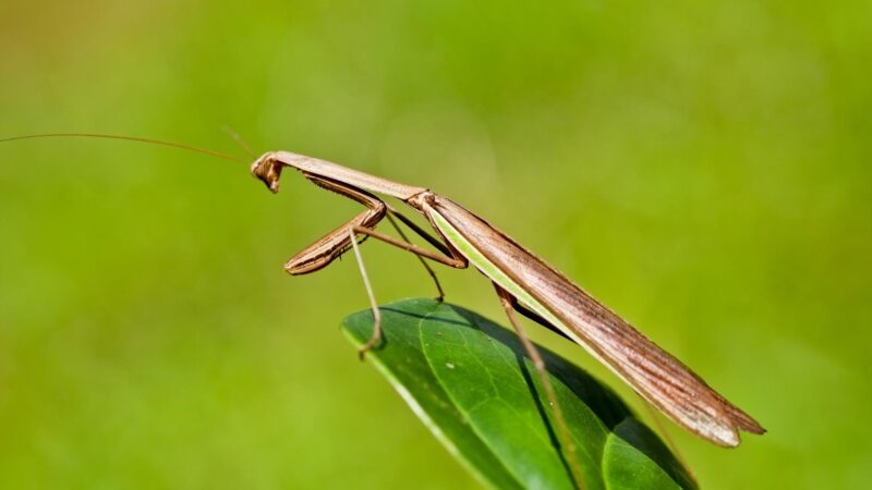 How Do You Tell How Old a Praying Mantis Is