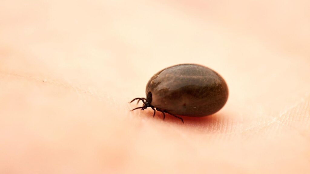 How Long Can Ticks Live In Your House