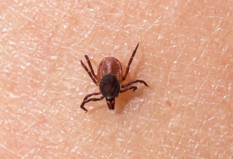 How Long Can Ticks Live Without Food