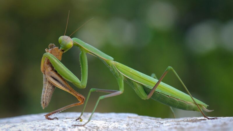 How Much Does a Praying Mantis Eat a Day