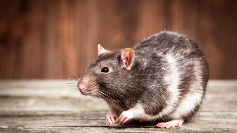 Is There a Rat Problem in New York City