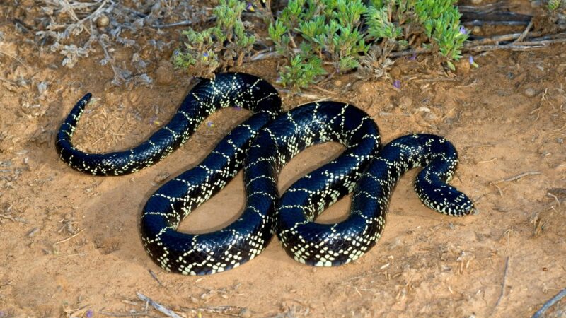 Kingsnake