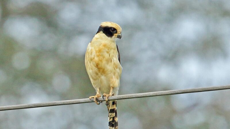 Laughing Falcon