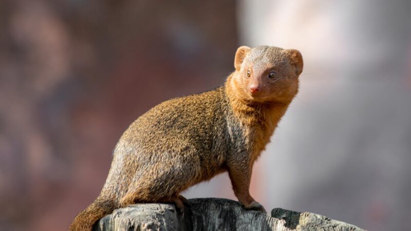 Mongoose