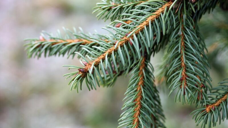 Pine Needle Scales