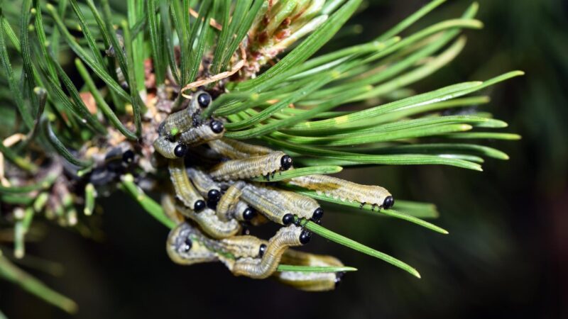 Pine Sawflies