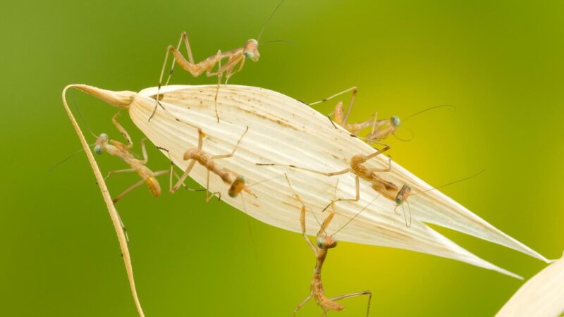 Praying Mantises