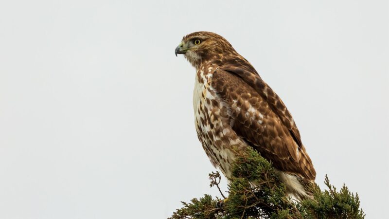 Red-Tailed Hawk