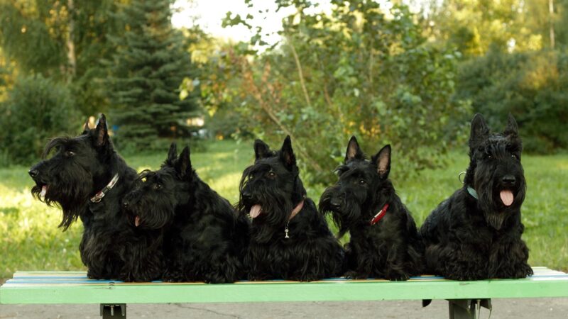 Scottish Terrier